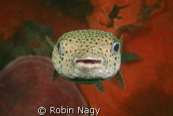 "Smile Please!"
Black-spotted Porcupinefish,  (Diodon hy... by Robin Nagy 
